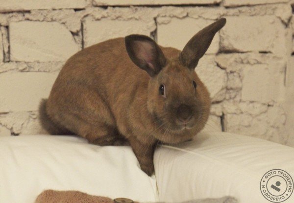 Маленькие радости - фото 7