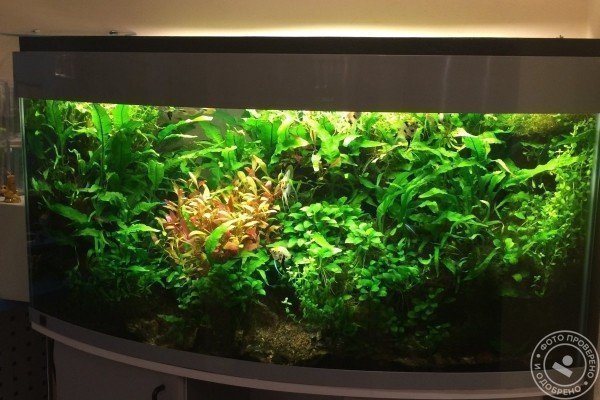 Виртуаль - фото 1